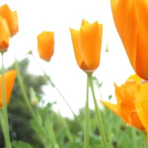 Meet your Posher, Joelle